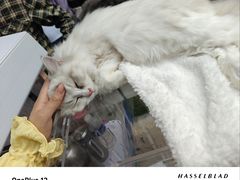 -中粮·祥云小镇