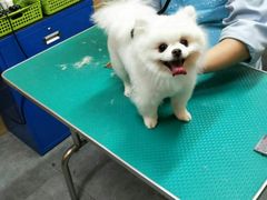 -我爱吾宠宠物美容院(朝阳路店)