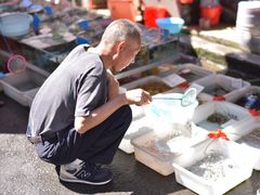 -清平路水族市场