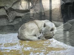 -海合安成都极地海洋公园