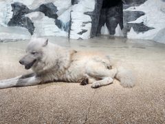-海合安天津极地海洋公园