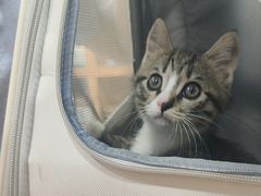 -天使宠物医院·犬猫分诊(彩虹店)