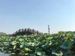 -荷塘月色湿地公园·向阳花洲