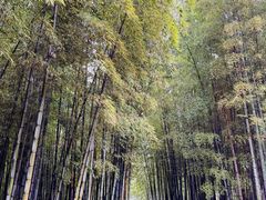 -树山生态村