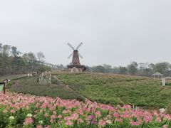-大塘金香草谷