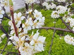 -新虹桥中心花园