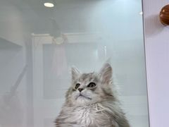 -青奢宠物·青奢猫舍