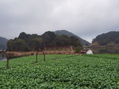 -广州市石门国家森林公园
