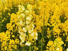 -白鹭湾湿地公园