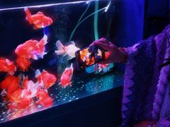 -大自然花鸟鱼虫市场