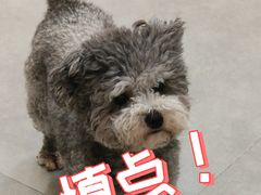 -Honey Bacca 哈尼芭卡高端萌宠(朝阳大悦城店)