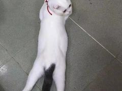 -Bastet sally猫舍购宠(静安店)