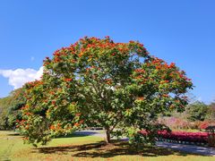 -中国科学院西双版纳热带植物园