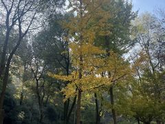 -镇江市南山风景名胜区竹林景区