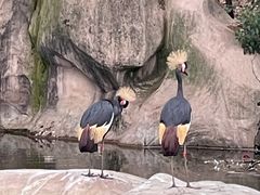 -合肥野生动物园