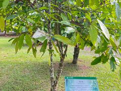 -中国科学院西双版纳热带植物园