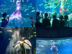 -海合安武汉极地海洋公园