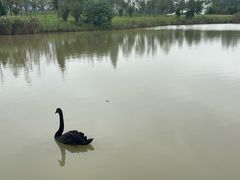 -盐城丹顶鹤湿地生态旅游区