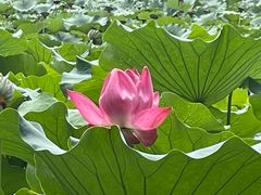 -莲池书院博物馆