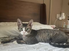 -伟伟宠物医院·CT影像中心·瑞派犬猫综合性门诊(汉口总院)