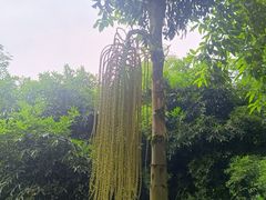 -龙头寺公园