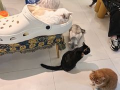 -平行世界·猫咖(首经贸店)
