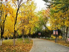 -大兴滨河森林公园