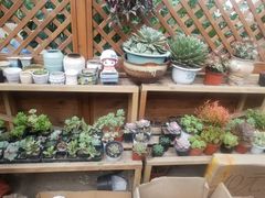 -龙大花卉苗木市场