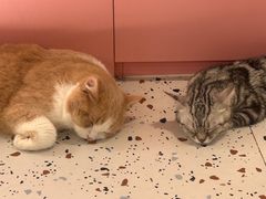 -毛绒耶耶撸宠馆·猫咖·狗咖·荷兰猪咖