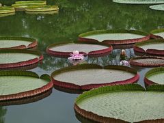 -国家植物园南园