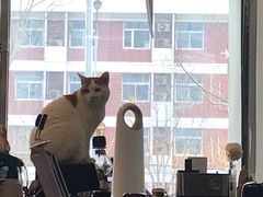 -平行世界·猫咖(首经贸店)