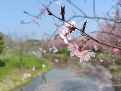 -花开海上生态园