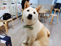 -柴迷FANS CLUB·柴犬狗咖·猫咖