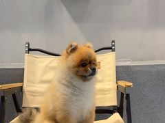 -伟伟宠物医院·CT影像中心·瑞派犬猫综合性门诊(汉口总院)