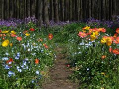 -上海共青森林公园