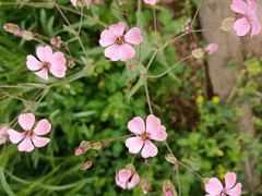 -武汉紫薇都市田园