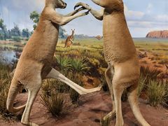 -陕西自然博物馆