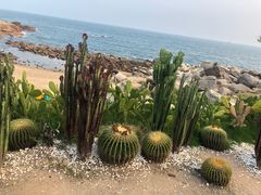 -广东惠东海龟国家级自然保护区
