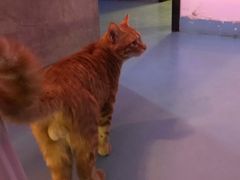 -ZING鲸鱼啤酒(葡萄院店)