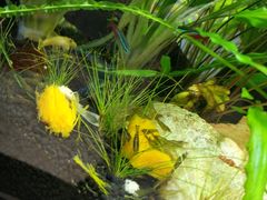 -阿甘锅盔(合生汇购物中心店)