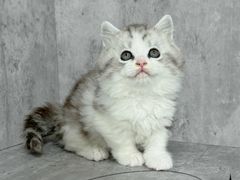 -小猫来了·猫舍(红山六九七九店)