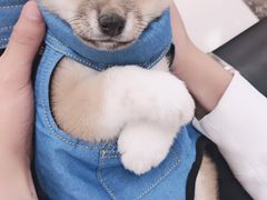 -申普宠物医院·眼科·心内科·影像科(普陀分院)