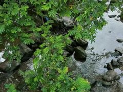 -重庆彩云湖湿地公园