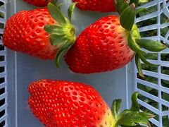 -尚田草莓姑娘白草莓采摘基地