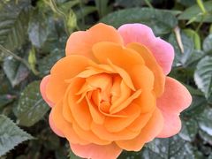 -徐家汇源景区-衡山公园