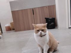 -伟伟宠物医院·CT影像中心·瑞派犬猫综合性门诊(汉口总院)