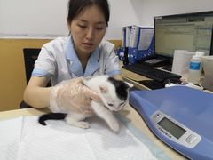 -美联众合动物医院(·中兽医·疑难杂症·严家桥分院)