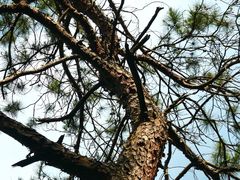 -风云岭森林公园