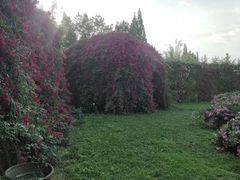 -杨柳河(地铁站)