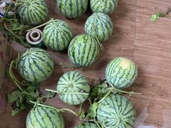 -南汇新场正宗水蜜桃采摘